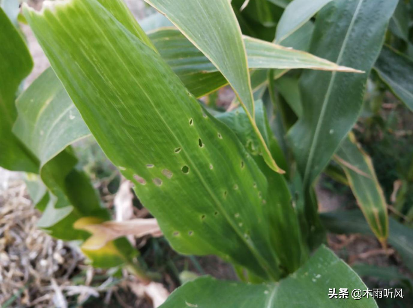 玉米出苗不齐，大小相差悬殊，什么原因？如何预防？