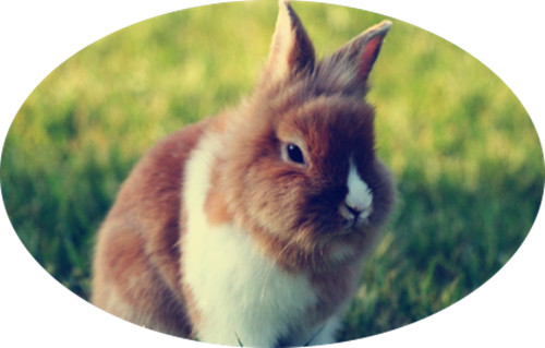 流产兔子能活吗,兔子流产是不是公兔子不行