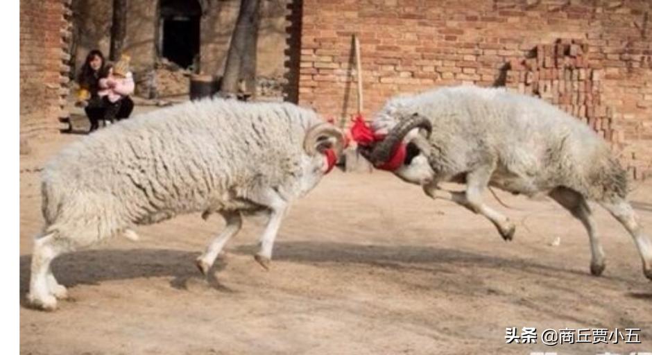 羊寄生虫预防措施,羊寄生虫怎么治