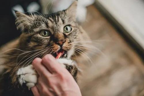 养猫家庭常备药箱多大合适,养猫小药箱