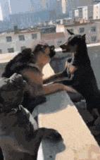 搞笑GIF段子:.我的小萝莉呢?你还我的小萝莉