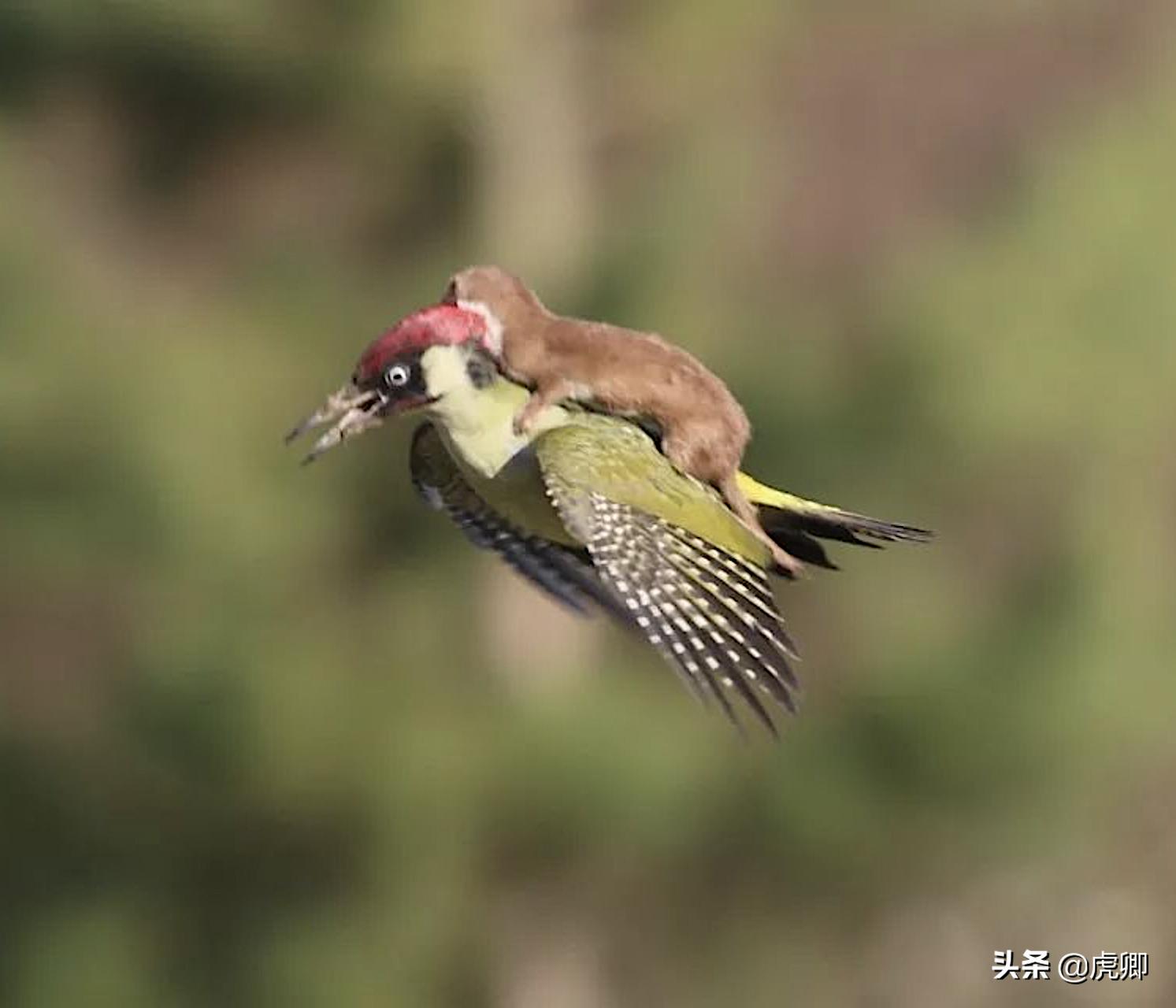 最小食肉动物伶鼬重3两，年灭鼠3500只，何不用来防治澳洲鼠灾？