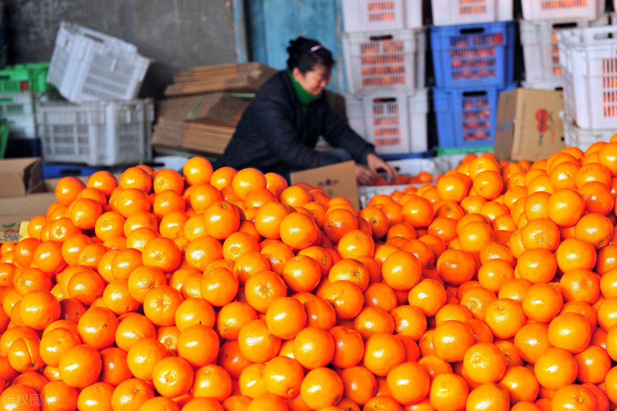 陈皮柑降价,柑子行情