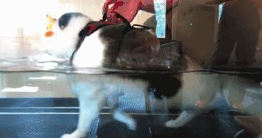 绝育后的猫为什么会变胖？怎么给猫咪减肥？