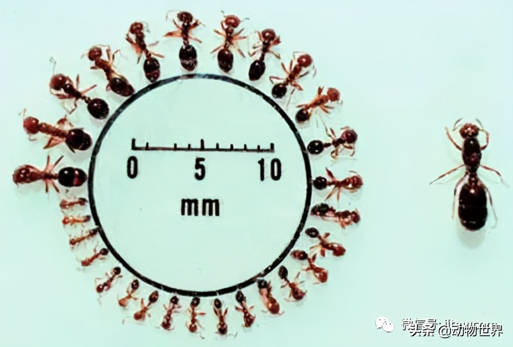 消灭入侵红火蚁,红火蚁入侵完整版