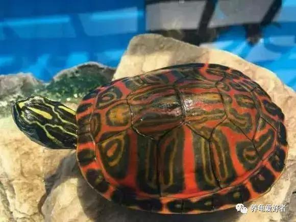 如果你不懂龟，看完之后会想要一只吗？