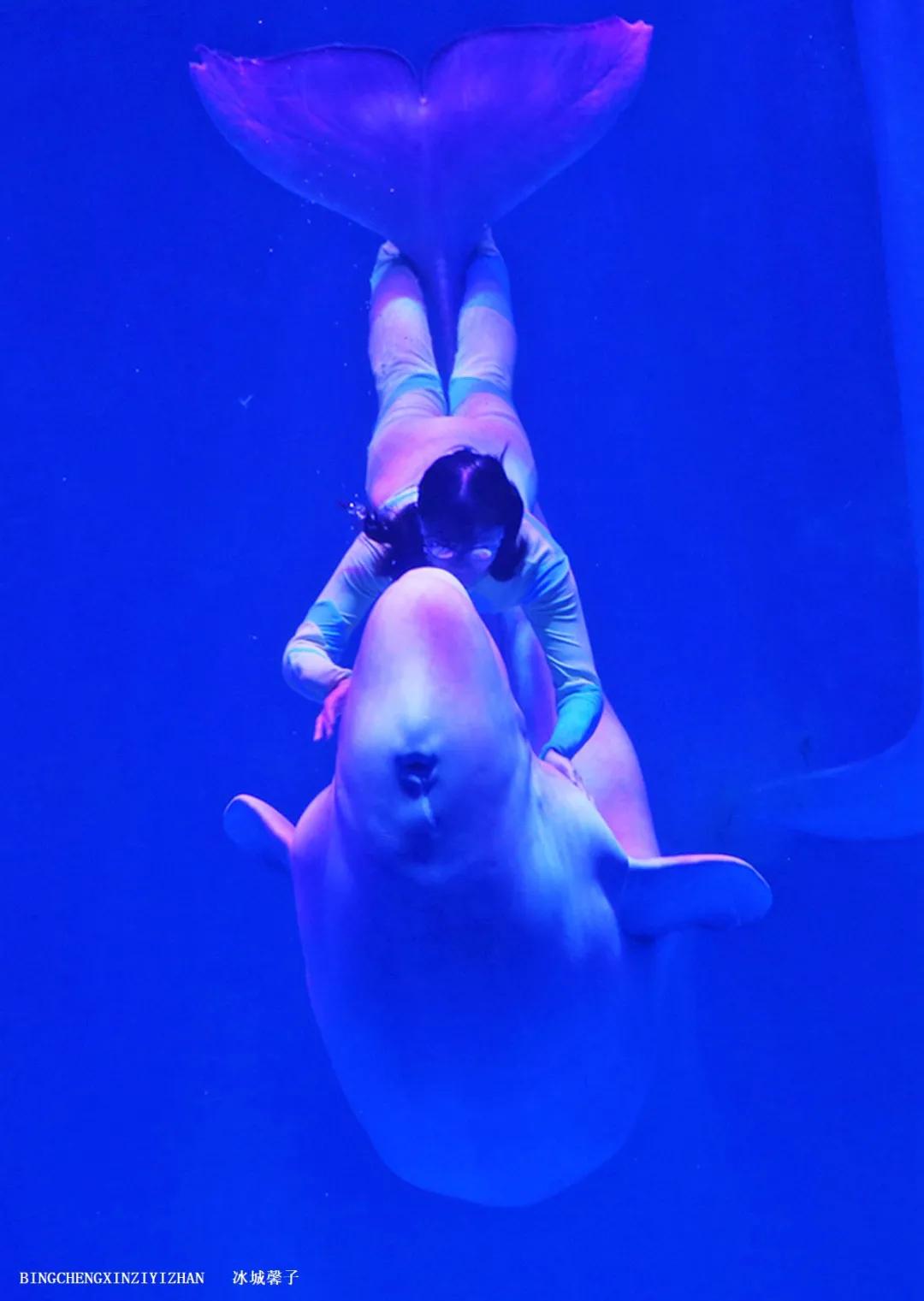 走进哈尔滨完整视频,走进哈尔滨海洋馆