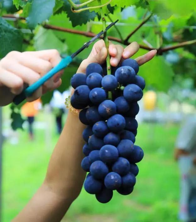 菜吧农场在哪里,日本最出名的10个农场