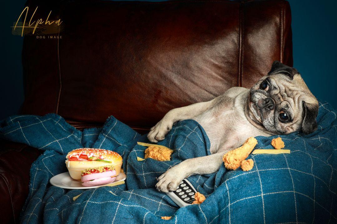 Pick到一家宝藏「宠物写真馆」！福利已谈好，铲屎官快冲鸭