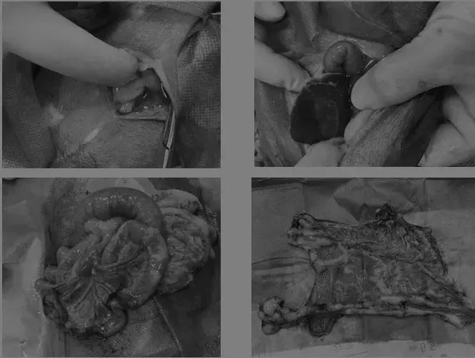 福懋动物医院管理,福懋动物医学