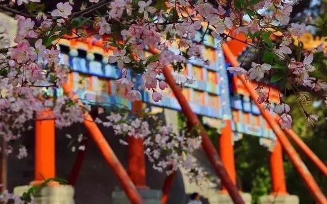 天津赏花好玩的公园,天津东丽湖哪里可以赏花
