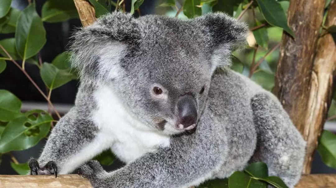 澳洲保健品介绍一览表,为什么澳洲保健品被认可