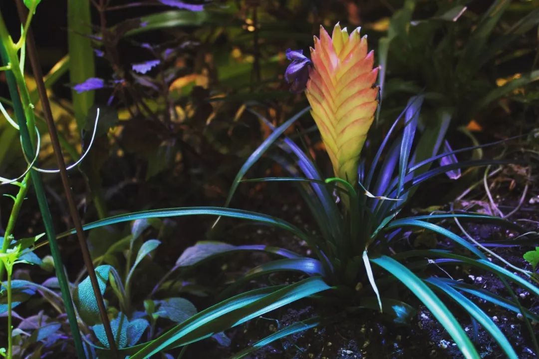 紫凤梨变绿后怎么养,紫凤梨的特点和形态