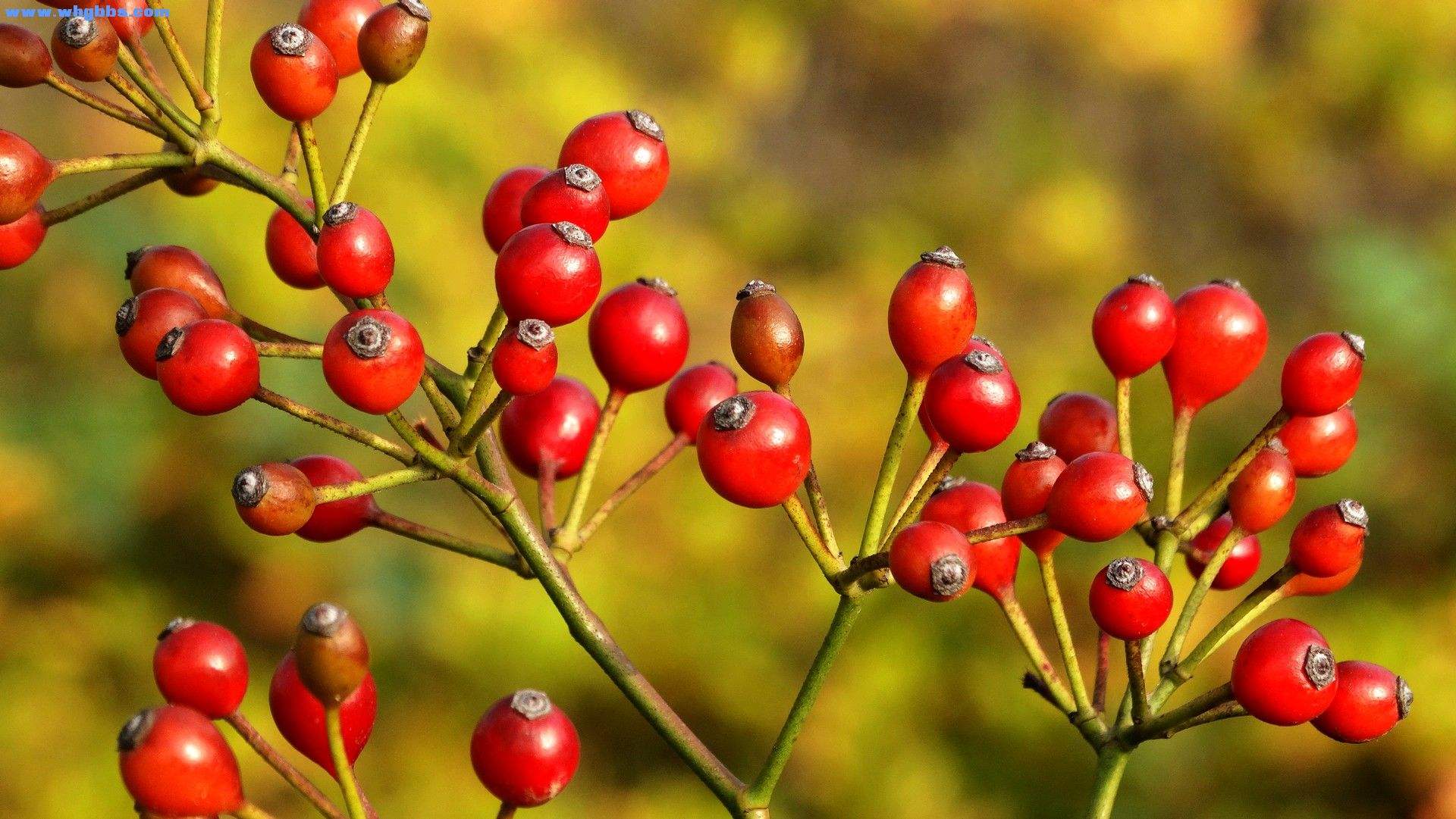 二十四节气之立秋手抄报,二十四节气之立秋茅台