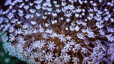 柏林系统海水缸,海缸柏林系统多久完善