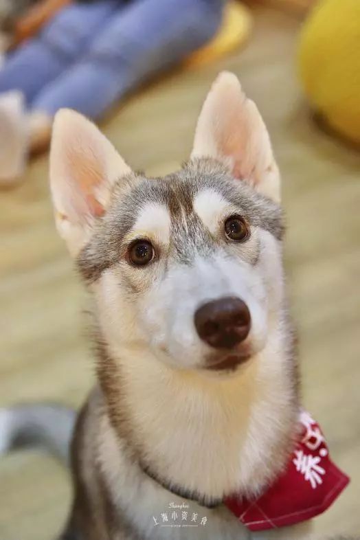 2019宠物排名,2022宠物排行榜