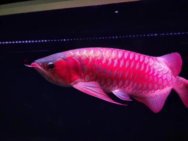 观赏鱼寄生虫杀虫药,观赏鱼杀虫药能随便下吗