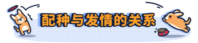 狗狗第一次来月经怕被拱了,狗狗第一次来姨妈吐了
