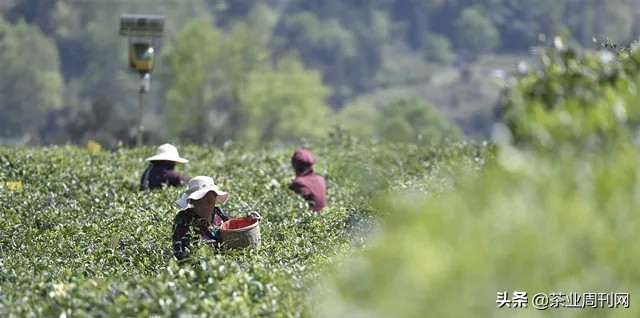 茶写佳话,潜心种茶写佳话