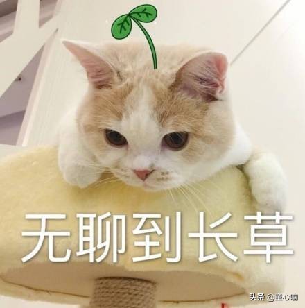海淘攻略完整版,海淘购物攻略小白教程