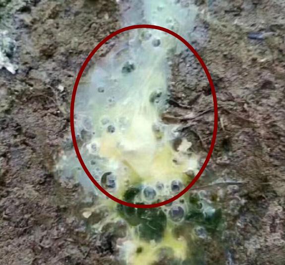 鸡大肠杆菌反复出现，如何彻底治疗。治疗最佳方案及预防措施