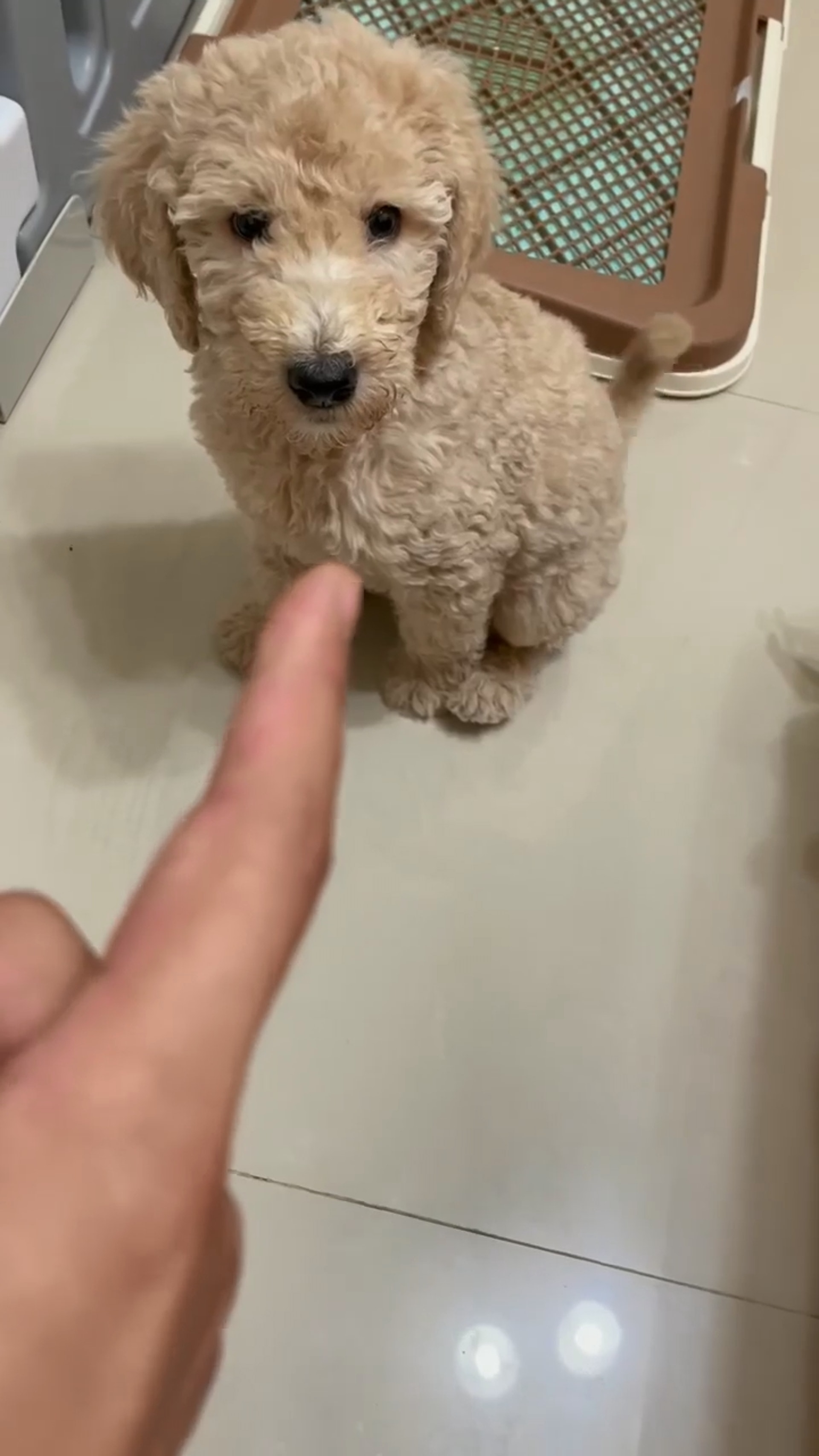 家里两只巨型贵宾犬,巨型贵宾犬发疯