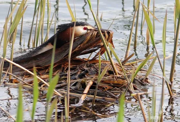 凤头鸊鷉粤语,斑头雁飞得最高的鸟