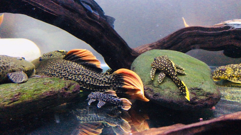 如何挑选适合家中饲养的异型鱼,大型异型观赏鱼底层鱼有哪些