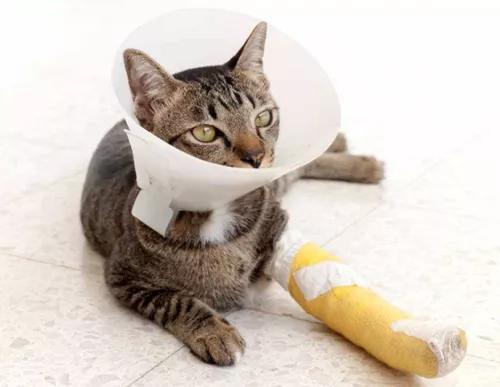 猫咪的悬趾受伤了,猫咪受伤后不大便