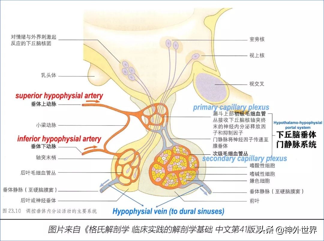 鞍区核磁解剖图,鞍区解剖与手术