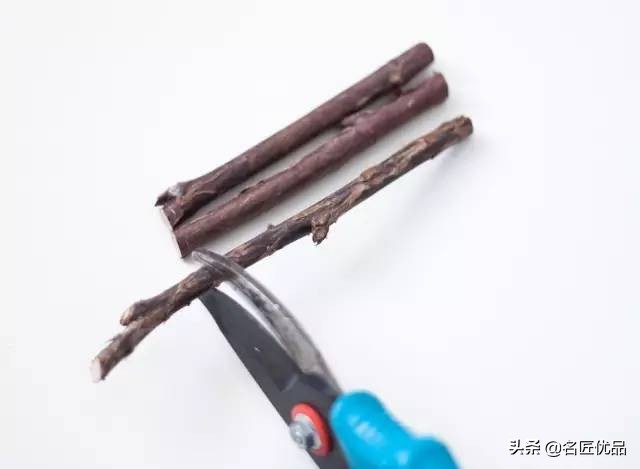 枯木再逢春老树发新芽,枯木再次逢春