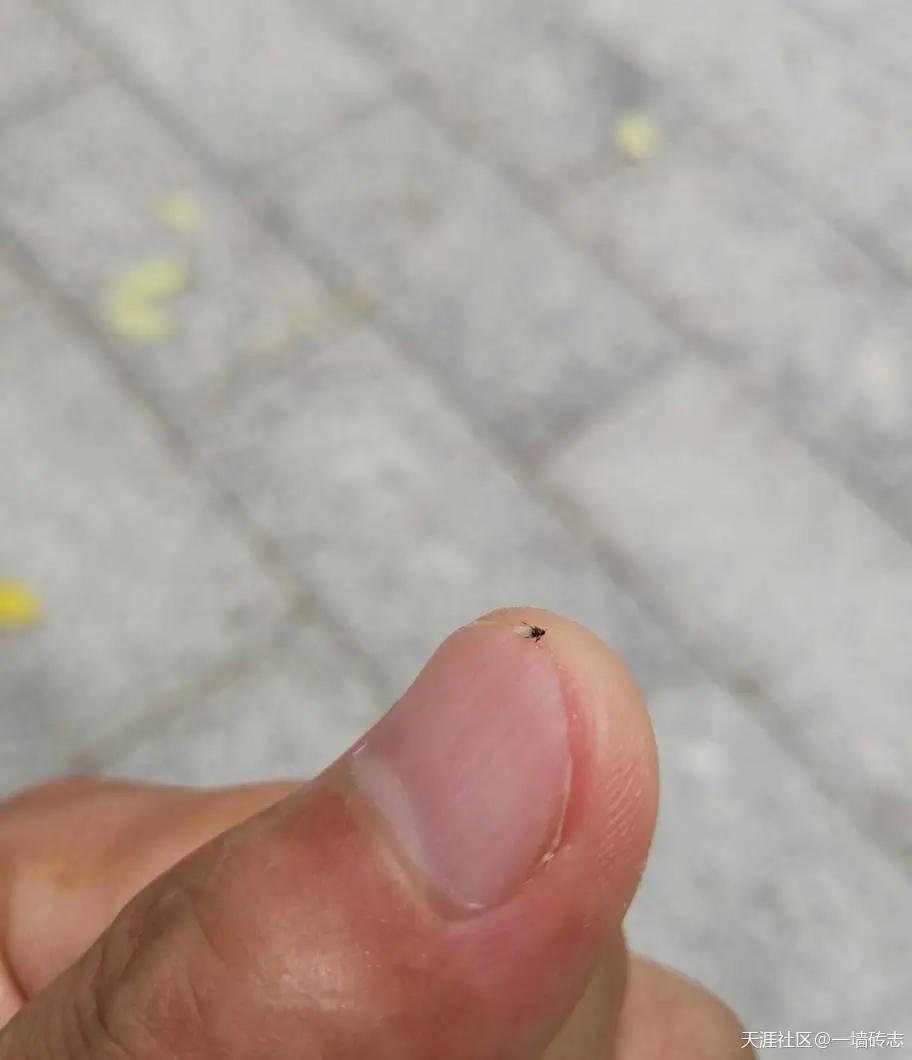 海南小黑虫咬人怎么防御,看到有小黑虫钻进伤口怎么办