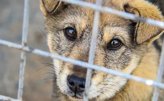 收购老土狗有什么用,农村有人高价收购10年以上老土狗