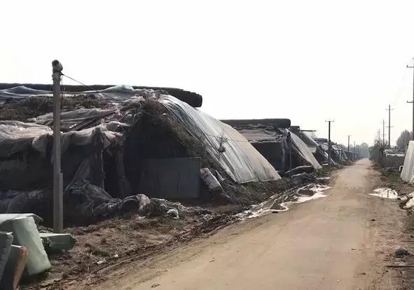 古城、文家、孙家集……这几个菜贩子被抓！