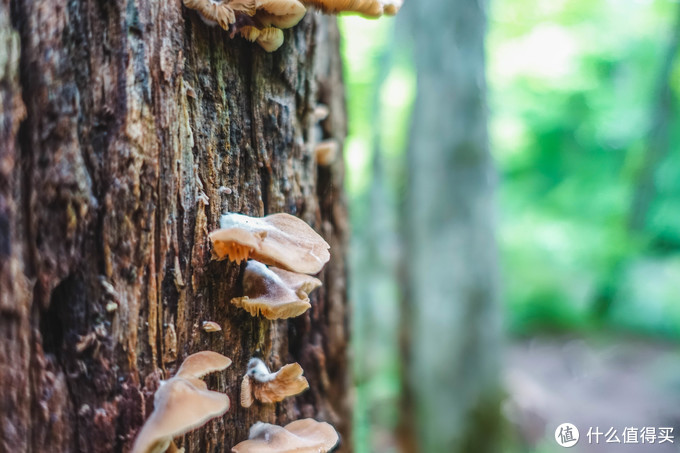 超级震撼的夏日风景,夏季日本旅游15天攻略