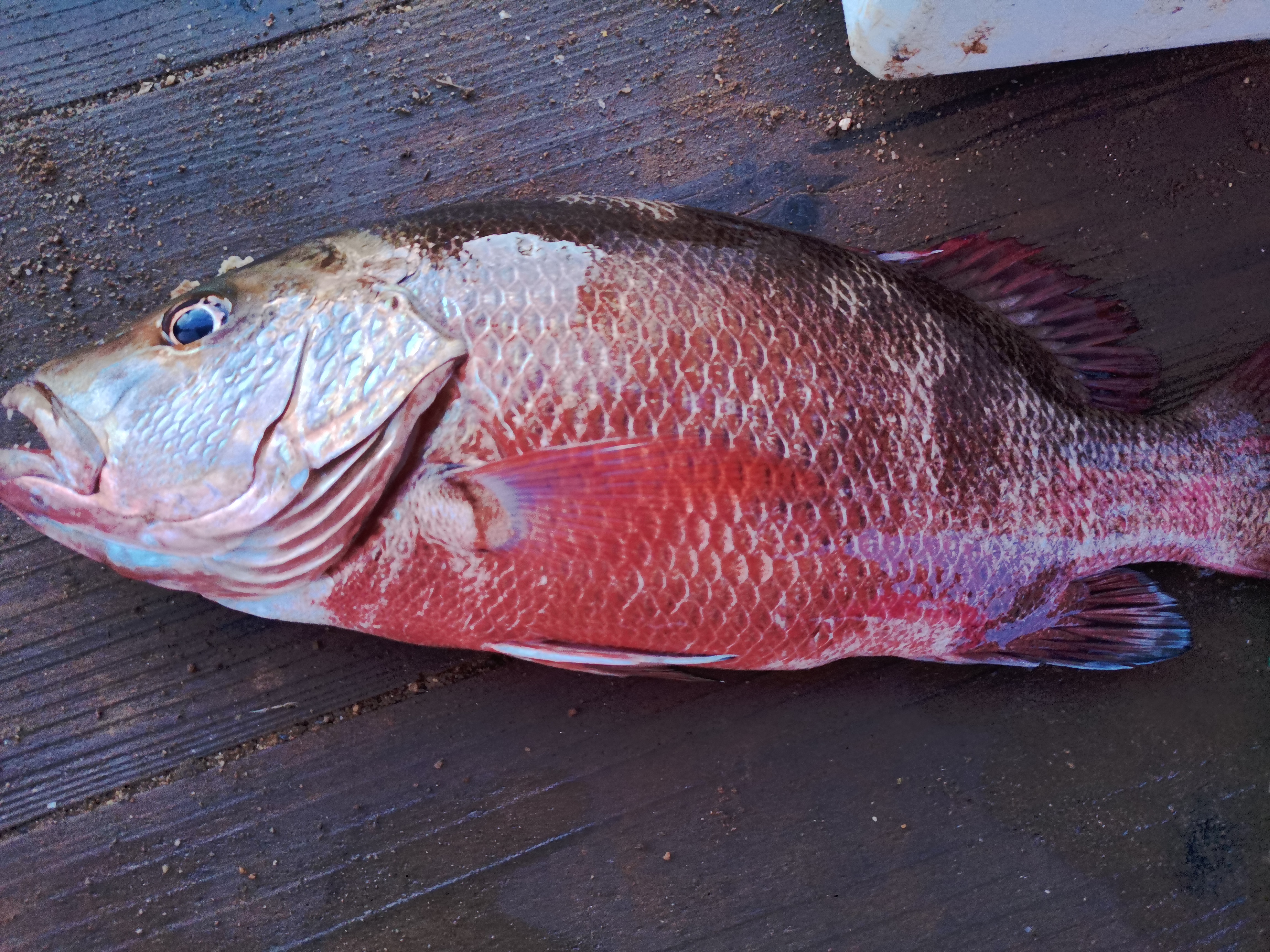 一天钓鱼最多能赚多少钱,一天能赚600-800块钱的工作