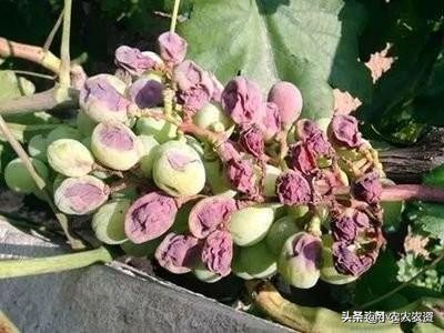 膨大素膨果最快方法,膨大剂可以促进果实生长吗