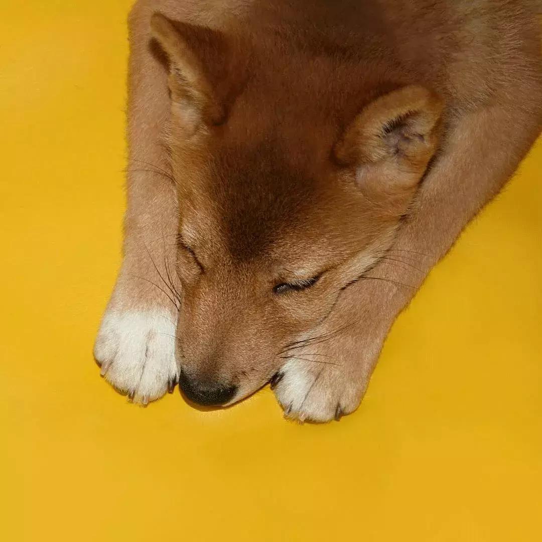 柴犬阶级意识,柴犬成为了门面担当