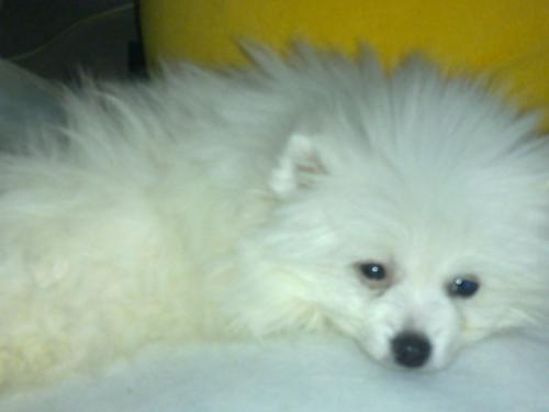 博美犬经常掉毛怎么办？铲屎官了解原因才好对症下药