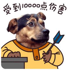 为什么要给狗狗吃生肉,为什么要给狗狗上户口