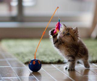 猫咪晚上太活跃怎么办,猫咪晚上总闹腾怎么办