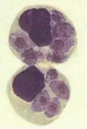 怀孕了还是想养猫猫狗狗怎么办？华西专家：可以养，但绝不能随便养！