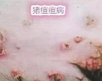猪皮肤出现红斑,猪皮肤起红疹怎么办