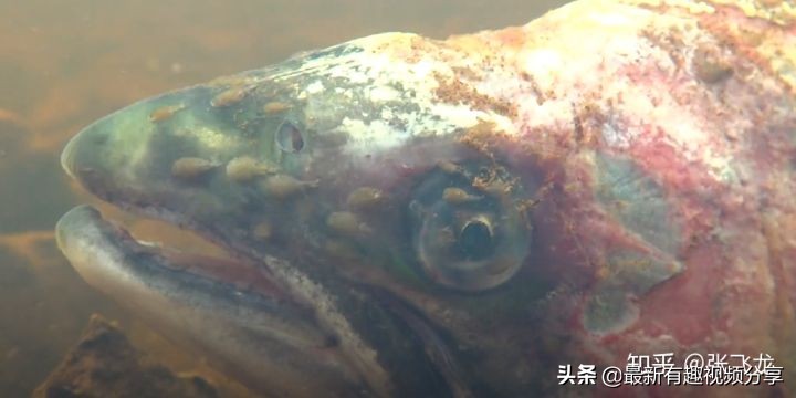 挪威三文鱼养殖环境恶劣纪录片,挪威三文鱼养殖环境恶劣新闻