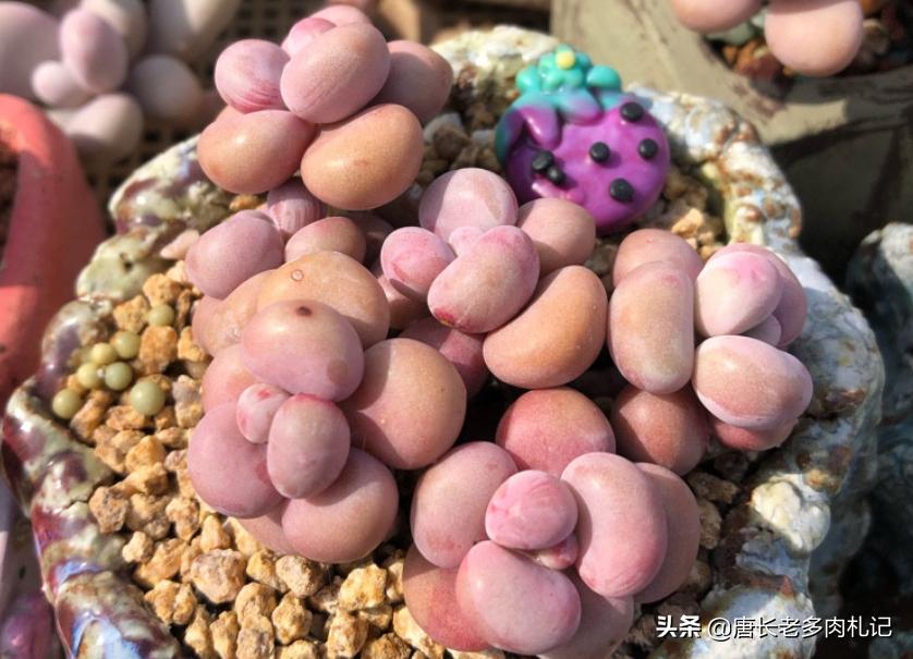 多肉蚜虫蚧壳虫,收到的多肉有蚜虫介壳虫还能种吗