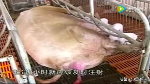 母猪难产超12小时最快解决办法,母猪产仔慢有什么办法吗