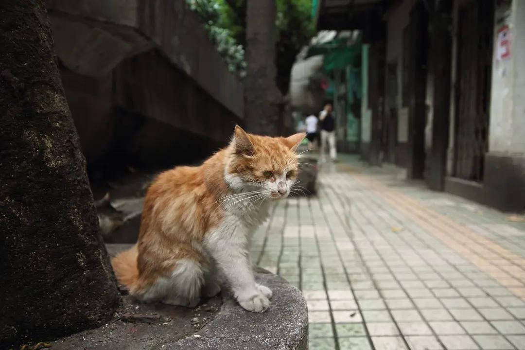 如果不给猫咪做绝育会怎么样,如果不给母猫绝育会生多少