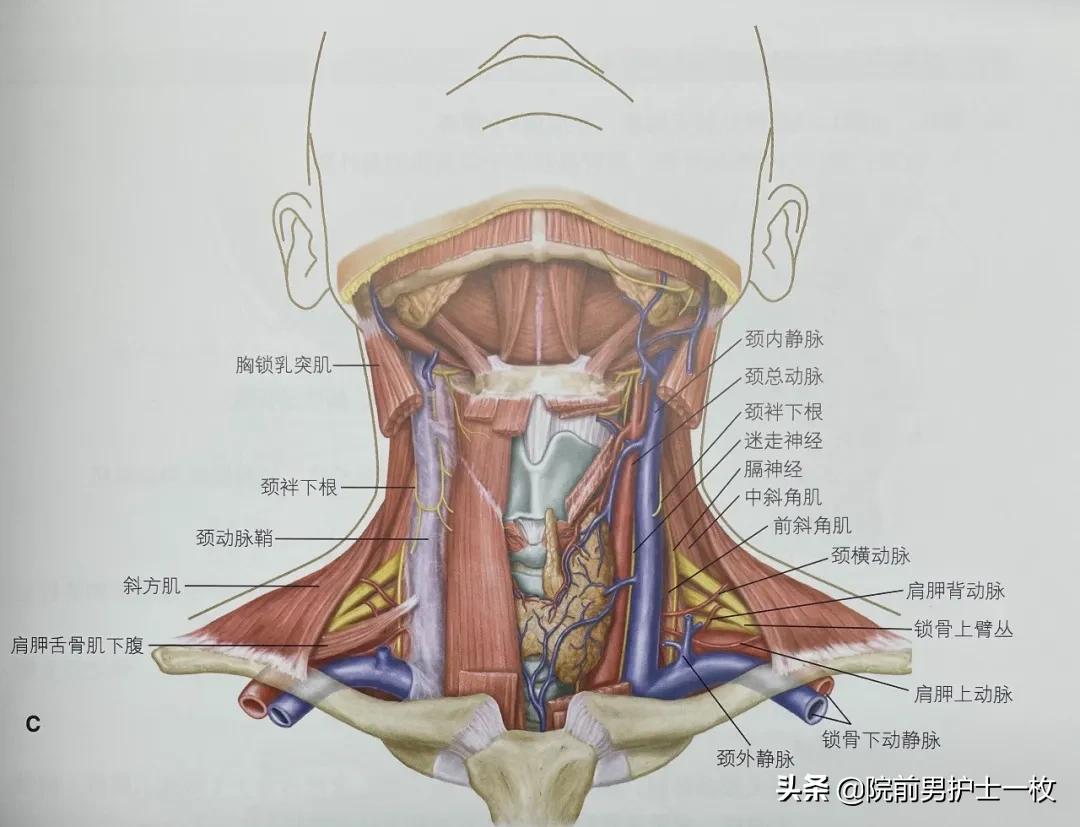 深静脉置管锁骨下静脉穿刺部位,深静脉穿刺置管拔出需要关注什么