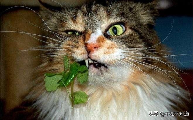 猫口炎一定要满口拔牙吗,猫口炎怎么治疗效果最好