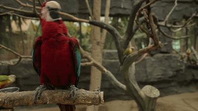 为什么鹦鹉能模仿人说话,鹦鹉为什么能像狗一样